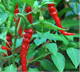 Pulberea Cayenne