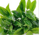 Ceaiul verde
